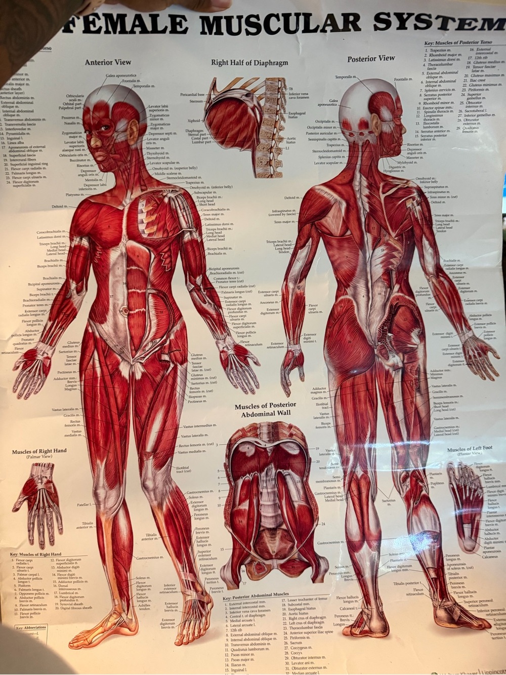 Female Muscular System Anatomical Poster - Red Muscle Illustration